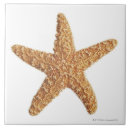 Pesquisar por estrela do mar azulejos Sealife