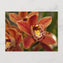 Pesquisar por flores alaranjadas cartoes postais Jardim