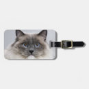 Pesquisar por ragdoll acessorios Bonito