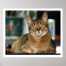 Pesquisar por olhos leão artes pôsteres Gato