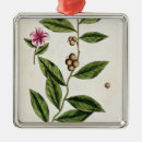 Pesquisar por erval ornamentos Elizabeth