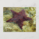 Pesquisar por starfish cartoes postais Fotografia da natureza