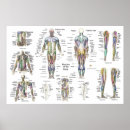 Pesquisar por anatomia muscular pósteres pôsteres Sistema