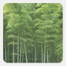 Pesquisar por bambu verde adesivos Natureza