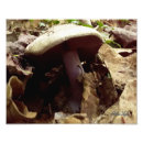 Pesquisar por cogumelo roxo pôsteres Natureza