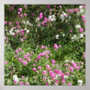 Pesquisar por ervilha doce pósteres pôsteres Branco