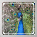 Pesquisar por pavão pósteres pôsteres Foto do pavão
