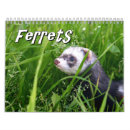 Pesquisar por doninha preta Bonito