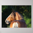 Pesquisar por cavalo clydesdale artes pôsteres Raça