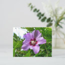 Pesquisar por flor hibiscus cartoes postais Rosa