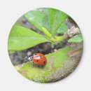 Pesquisar por ladybug imas Manchas