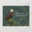 Pesquisar por bird cartoes postais eagle