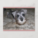 Pesquisar por miniature schnauzer cartoes postais Cães