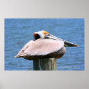 Pesquisar por pássaros de mar pôsteres Pelicano