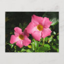 Pesquisar por flor exótica cartoes postais Rosa