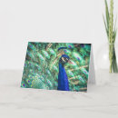 Pesquisar por pavão cartoes Natureza