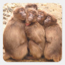 Pesquisar por macaco gorila adesivos Engraçado