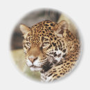 Pesquisar por jaguar animal imas Selvagem