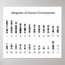 Pesquisar por cromossomas pósteres pôsteres Biologia