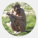 Pesquisar por chimpanzé adesivos Engraçado