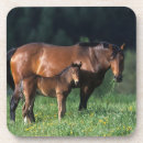 Pesquisar por égua e potro porta copos Puro sangue