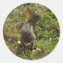 Pesquisar por rabbit adesivos Animais