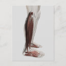 Pesquisar por anatomia humana cartoes postais Ligamento