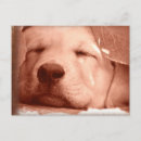 Pesquisar por animais domesticados cartoes postais Cães