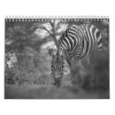 Pesquisar por zebra calendarios Animal