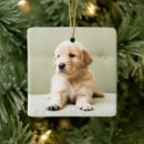 Pesquisar por sofá ornamentos Animal