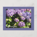 Pesquisar por hydrangea postais cartoes postais Flores