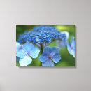 Pesquisar por hydrangea do lacecap Azul
