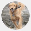 Pesquisar por golden retriever adesivos Praia