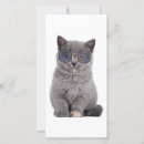 Pesquisar por óculos de sol cartoes Gatinho