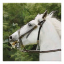 Pesquisar por cavalos brancos pôsteres Qualquer pessoa