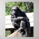 Pesquisar por chimpanzee pósteres pôsteres Animal