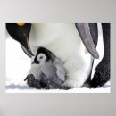 Pesquisar por poster dos pinguins pôsteres Pinguim