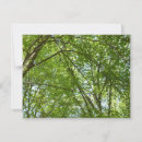 Pesquisar por ecológico cartoes Árvores