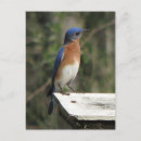Pesquisar por caixa azul cartoes postais Fotografia