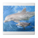 Pesquisar por golfinhos azulejos Oceano