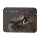 Pesquisar por gato azul russo cozinha jantar Animais