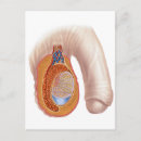 Pesquisar por testículos cartoes postais Sistema geniturinário