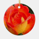 Pesquisar por orvalho ornamentos Natureza