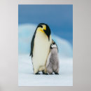Pesquisar por poster dos pinguins pôsteres Antártica