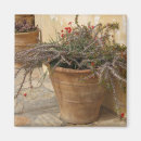Pesquisar por plantas imas Terracotta