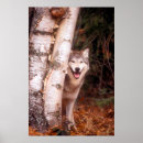 Pesquisar por lobo cinzento pôsteres Canino