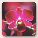 Pesquisar por orquídeas porta copos Rosa