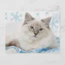Pesquisar por christmas cat cartoes postais Kitten