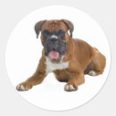 Pesquisar por greetings adesivos Cachorrinho