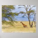 Pesquisar por pintura do girafa pôsteres Safari